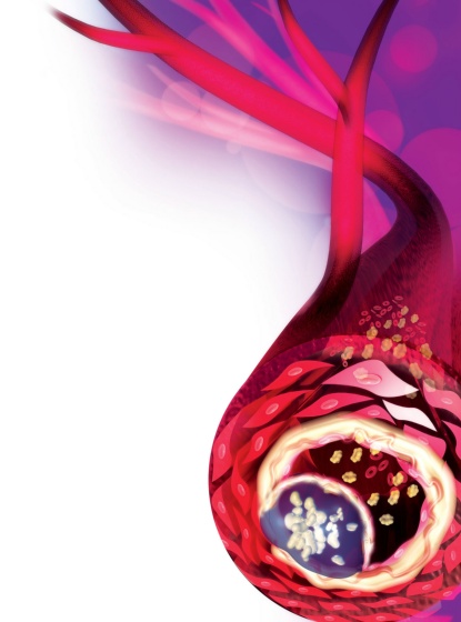 Blood cells vessels